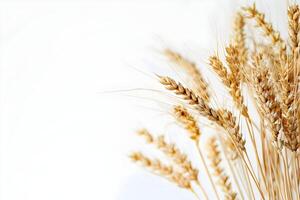Wheat is shown in this image photo
