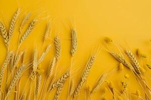 Wheat on yellow background top view photo