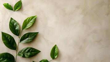 Green leaves on a wall with a white background photo