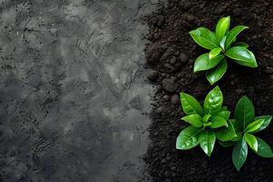 Two plants growing in soil on a black background photo