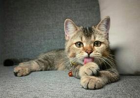 A tabby kitten s moment of self care meticulously grooming with a dedicated paw and a playful bell photo