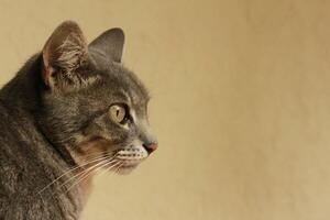 Contemplative grey cat in profile with a beige photo