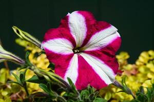 Striking petunia glows against dark backdrop close photo