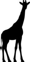 Black and white silhouette of a standing giraffe isolated on white background vector