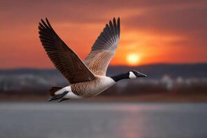 Canada goose in flight against a vibrant sunset over the water photo