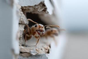Building a complex tunnel system in soft materials by industrious ants photo