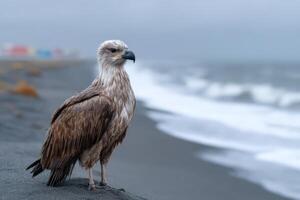 Bird struggles to walk on dark sand near the shoreline under a cloudy sky photo