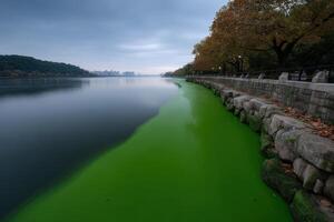 Algae bloom engulfs lake surface during early morning hours in a serene landscape photo
