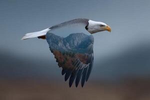 Majestic eagle soaring with mountain landscape captured during a serene afternoon flight photo