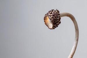 Transforming into a glowing mushroom with unique patterns and colors in a neutral setting photo