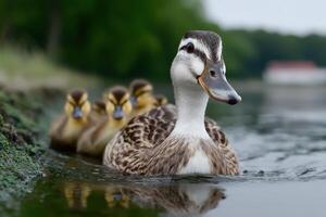 Leading malformed chicks across a serene waterway in a natural setting photo