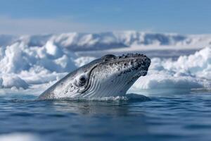Humpback whale breaching in icy waters under a clear blue sky photo