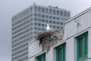 Seagull perched on crumbling building ledge with broken windows nearby photo