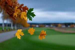 Golden autumn leaves drift over a peaceful landscape in an enchanting natural setting photo