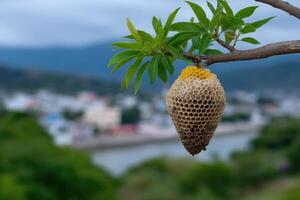 Hive structured like a high-rise building hangs from a tree branch overlooking a scenic landscape photo