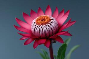Vibrant petals of a blooming flower showcasing unique patterns and colors in natural light photo