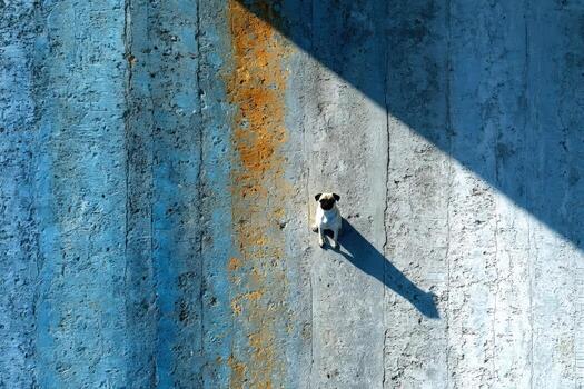 Drone captures a pug standing alone against a colorful textured wall in bright daylight photo