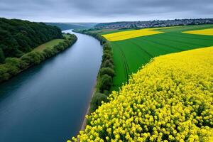 View over expansive golden rapeseed fields along a tranquil river under cloudy skies photo