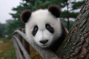 Panda plays joyfully while hanging upside down on a tree branch in a natural setting photo
