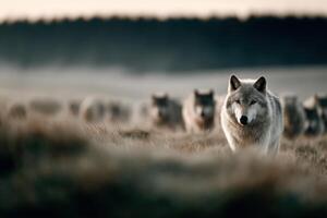 Wolves observing sheep grazing in a green pasture during golden hour photo