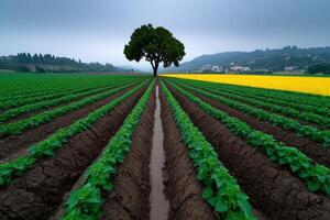 Organized rows of sunflower plants stretching under a cloudy sky in a vibrant countryside photo