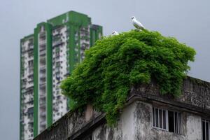 Skyscraper covered in moss with birds perched on top in an urban area photo