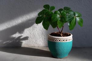 Leaves shaped like cameras thrive in a decorative planter in bright sunlight photo