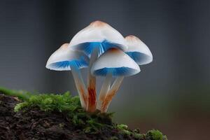 Nano-crystals suspended above vibrant blue-capped mushrooms in a forest setting photo