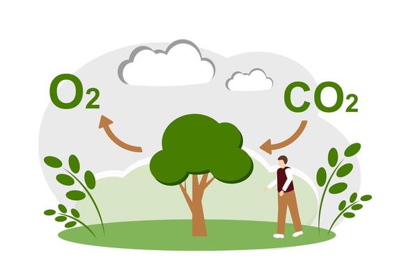 The concept of environmental protection and air purification. Photosynthesis. Trees absorb carbon dioxide and produce oxygen