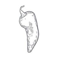 Vintage style black and white engraving illustration of chili pepper. Detailed hand-drawn ideal for food packaging, spice labels, cookbooks, farm market branding, and culinary design. vector