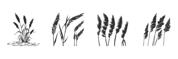Silhouette Of Various Grass Types Set. Natural Elements For Design And Decoration Isolated Illustration Collection vector