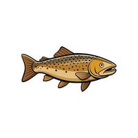 Brown trout illustration with black outlines on a white background vector