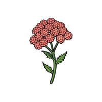 Illustration of yarrow flower with dense salmoncolored clustered blooms vector