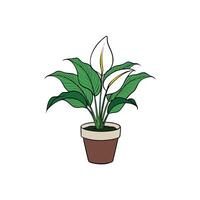 Peace lily plant illustration with blossoms in brown pot vector