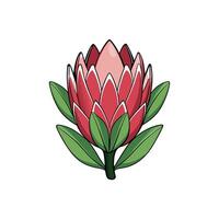 Isolated Protea Flower with Green Leaves, Cartoon Style Design vector