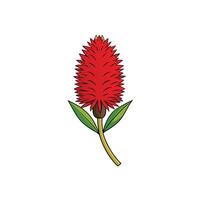 Vibrant red bromeliad flower illustration on white background vector