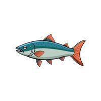 Illustration of a trout fish on a white background vector