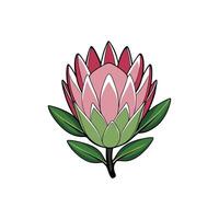 Stylized Protea Flower Illustration with Bold Outlines Isolated vector