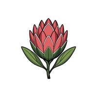 Stylized Protea Flower Graphic on White Background vector