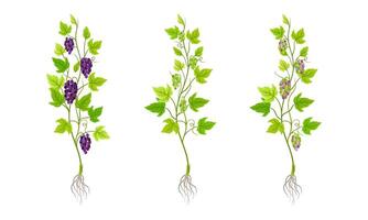 Grape seedlings with root, green leaves and grape bunches illustration vector