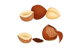 Hazelnuts set. Whole and half peeled ripe organic nuts illustration vector