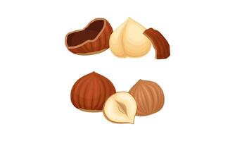 Peeled whole and half hazelnuts set illustration vector