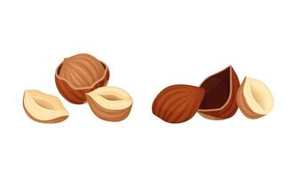 Hazelnuts set. Peeled whole and half nuts illustration vector