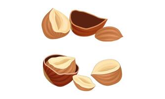 Hazelnuts set. Chopped ripe organic nuts illustration vector