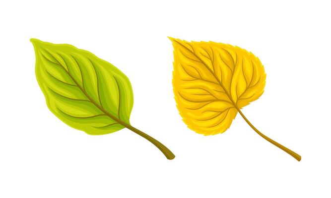 Autumn yellow and green leaf set. Colorful fall foliage illustration