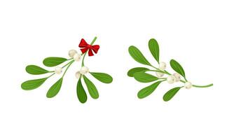 Snowberry branches with ripe berries set. Small twigs of shrub with white fruit illustration vector
