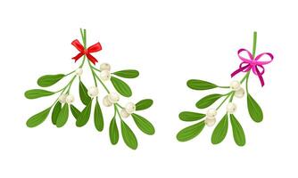 Snowberry branches with ripe berries decorated with bows set. Small twigs of shrub with white fruit illustration vector
