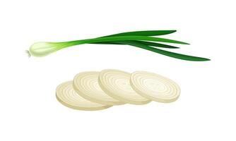 Fresh spring green onion and sliced bulb set illustration vector