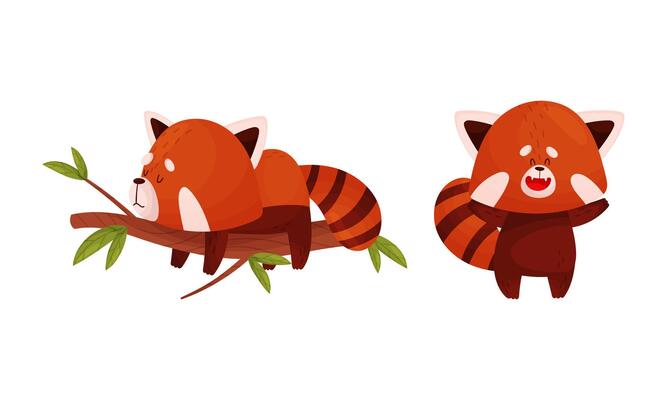Red panda in different actions set. Cute wild animal character sleeping on tree branch and having fun illustration