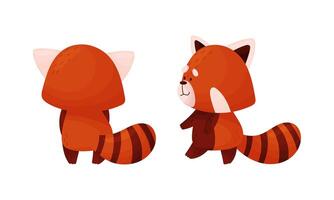 Red panda in different actions set. Cute wild animal character, side and back view illustration vector